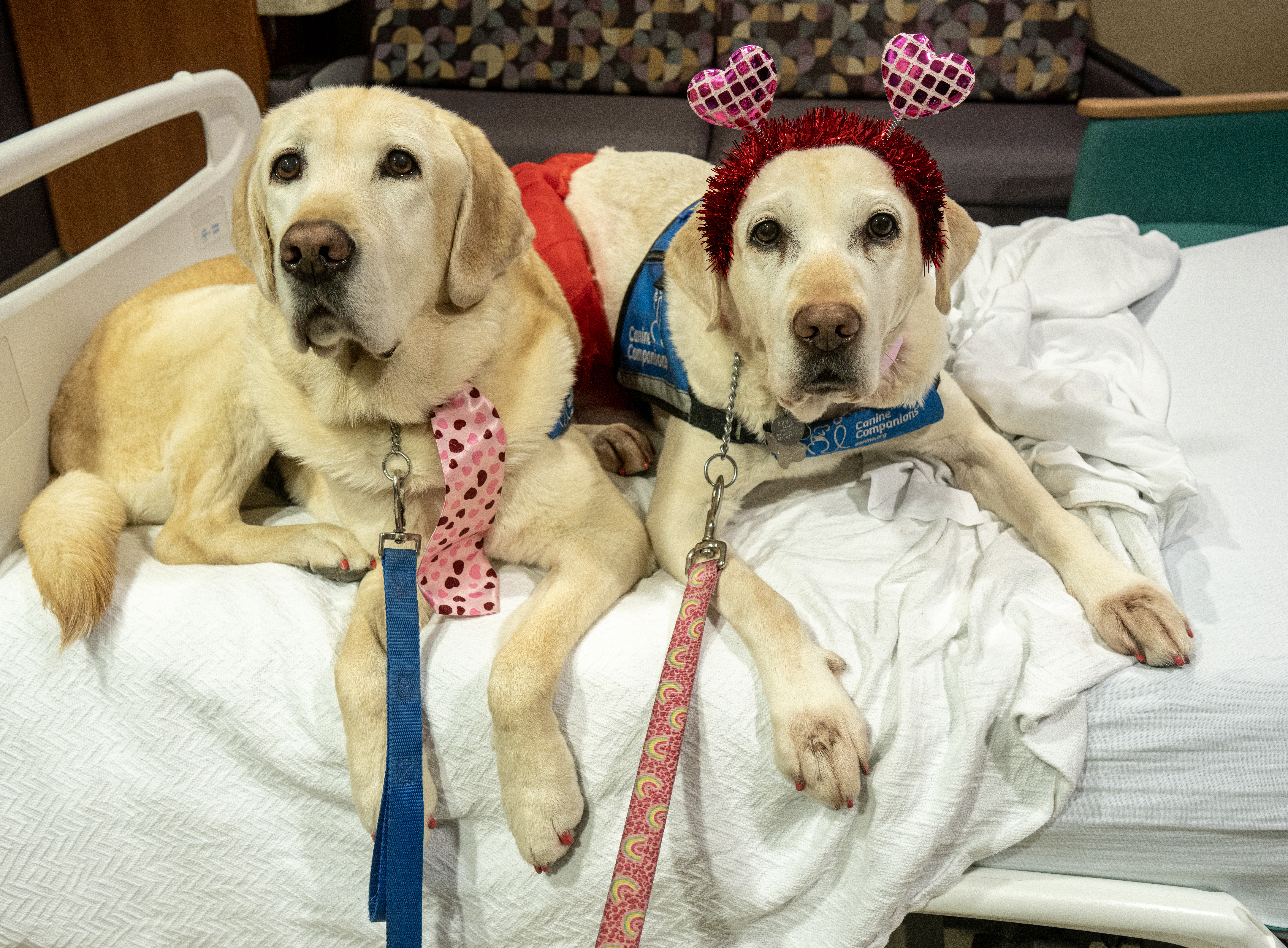 Canine Companions Deliver Valentines to Pediatric Patients at Baylor Scott & White McLane Children’s Medical Center